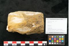 Foto (Objekt + Etikett) von Quercus sp.  (NHMW-GEO-2024-0188-11584)